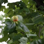 ゆりのき（百合の木）Liriodendron tulipifera (3)