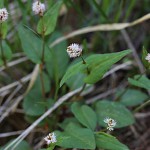 つるそば （蔓蕎麦）Persicaria chinensis (2)