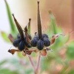 812.アメリカふうろ （亜米利加風路）Geranium carolinianum_0