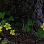 コキンバイ（小金梅）Geum ternatum (1)