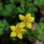 コキンバイ（小金梅）Geum ternatum