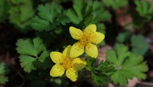 コキンバイ（小金梅）Geum ternatum