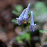 えぞえんこぐさ（蝦夷延胡索）corydalis ambigua