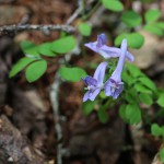 えぞえんこぐさ（蝦夷延胡索）corydalis ambigua (4)