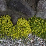 まんねんぐさ（万年草）Sedum (1)