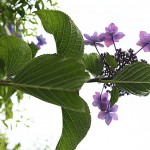 隅田の花火　Hydrangea macrophylla f. normalis Sumidanohanabi (7)