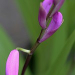しらん（紫蘭）Bletilla striata