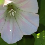 ひるがお（昼顔）Calystegia japonica (3)