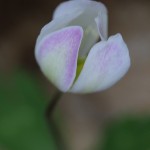 にりんそう（二輪草）Anemone flaccida (4)
