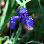 あやめ（菖蒲、綾目）Iris sanguinea (7)