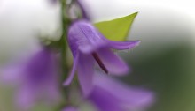 カンパニュラ ラプンクロイデCampanula rapunculoides (1)