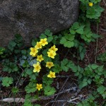 コキンバイ（小金梅）Geum ternatum (4)