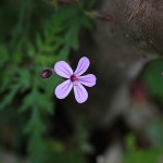 ひめふうろう（姫風路）Geranium robertianum (3)