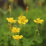 かたばみ（酢漿草）Oxalis corniculata_1 (4)