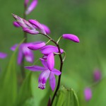 しらん（紫蘭）Bletilla striata (4)