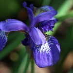 あやめ（菖蒲、綾目）Iris sanguinea (6)