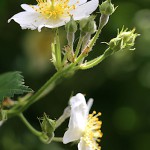 のいばら（野茨）Rosa multiflora (2)