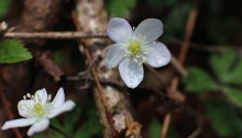 にりんそう（二輪草）Anemone flaccida (3)