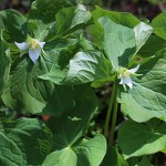 みやまえんれいそう深山延齢草) Trillium tschonoskii (3)