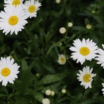 マーガレット（木春菊）Argyranthemum frutescens (1)