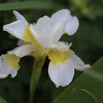 あやめ（菖蒲、綾目）Iris sanguinea (1)
