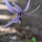 かたくり（片栗）Erythronium japonicum (6)