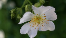 のいばら（野茨）Rosa multiflora (1)