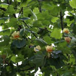 ゆりのき（百合の木）Liriodendron tulipifera (2)