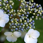 額紫陽花　Hydrangea macrophylla f.normalis (1)