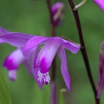 しらん（紫蘭）Bletilla striata (2)