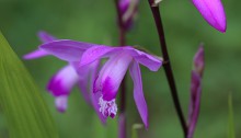 しらん（紫蘭）Bletilla striata (2)