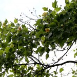 ゆりのき（百合の木）Liriodendron tulipifera (4)