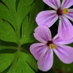 ひめふうろう（姫風路）Geranium robertianum (1)