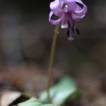 かたくり（片栗）Erythronium japonicum (2)