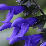 サルビア・ガラニティカ Salvia guaranitica (3)