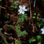 にりんそう（二輪草）Anemone flaccida