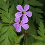 ひめふうろう（姫風路）Geranium robertianum