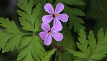 ひめふうろう（姫風路）Geranium robertianum