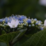 額紫陽花　Hydrangea macrophylla f.normalis (2)