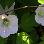 ひるがお（昼顔）Calystegia japonica (4)