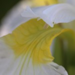 あやめ（菖蒲、綾目）Iris sanguinea (2)