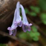 えぞえんこぐさ（蝦夷延胡索）corydalis ambigua (1)