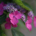 額紫陽花　Hydrangea macrophylla f.normalis (3)