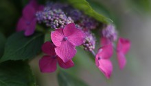 額紫陽花　Hydrangea macrophylla f.normalis (3)