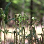 くさそてつ（草蘇鉄）Matteuccia struthiopteris (1)