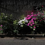 せきちく（石竹）Dianthus chinensis (4)