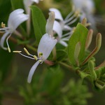 すいかずら（吸葛・忍冬）Lonicera japonica (4)