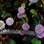 ひめつるそば（姫蔓蕎麦）Persicaria capitata (3)