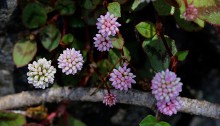 ひめつるそば（姫蔓蕎麦）Persicaria capitata (3)