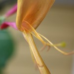 ロニセラ・ゴールド・フレーム　Lonicera ×heckrottii Rehd. ‘Goldframe’ (4)